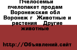 Пчелосемьи, пчелопакет продам - Воронежская обл., Воронеж г. Животные и растения » Другие животные   